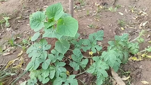 Cucumber vine and watermelon plant growing together in same bed, demonstrating companion planting and intercropping polyculture techniques in organic home vegetable garden