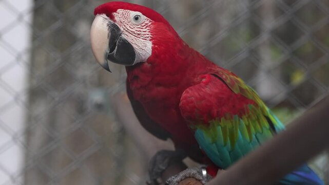 Vibrant Red Yellow Blue and Green Macaw Parrots Perched Together in a Colorful Tropical Wildlife Setting