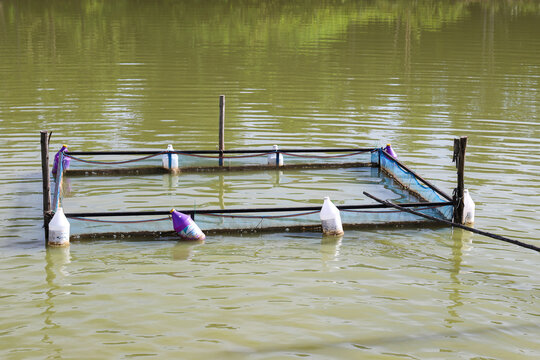 Floating fish cage with plastic bottle buoys in a murky green pond
