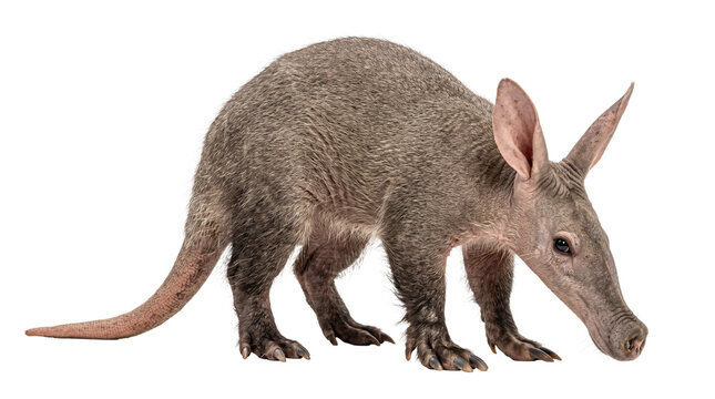 Ruwana Aardvark African mammal isolated on transparent background