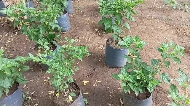 Horizontal tilt up footage showing local potted Nai Miris hot pepper plants and green banana plants growing in container backyard garden, urban permaculture farming