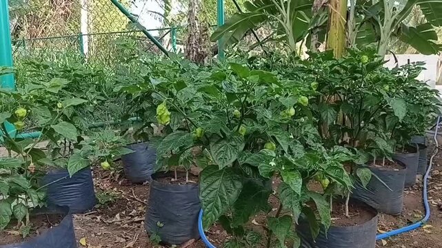 Close-up horizontal shot of potted local Nai Miris hot chili pepper plant bearing healthy fresh fruits next to banana plant leaves in backyard garden, organic container farming