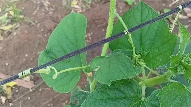 Horizontal top-down overhead shot of green cucumber vine tendrils spiraling and growing in home organic vegetable garden bed, botanical close-up footage