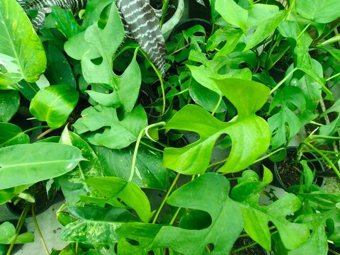 Lush rhaphidophora tetrasperma leaves present vibrant green foliage with characteristic split leaf patterns in greenhouse cultivation for indoor plant decor.