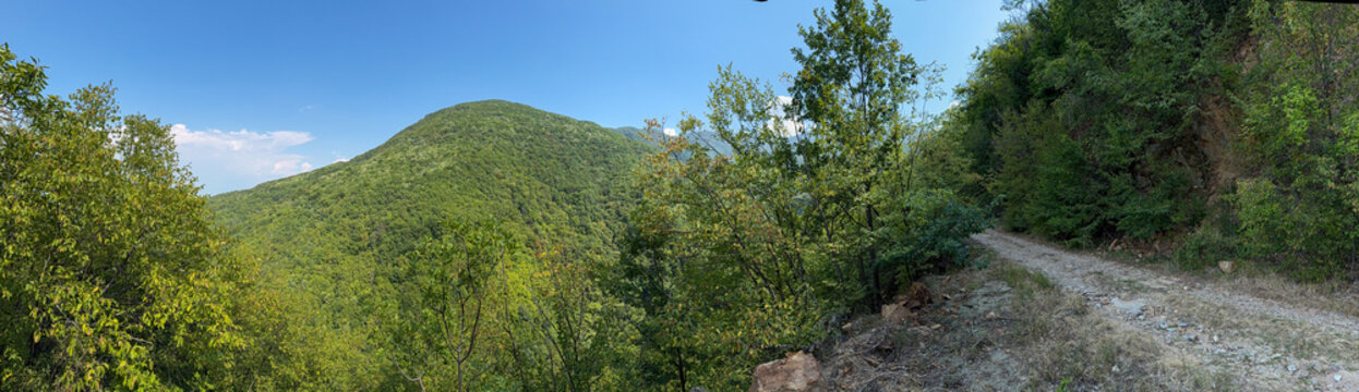 Mountain gravel road panorama through lush green forest