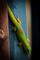 Fototapeta premium The gold coast day gecko