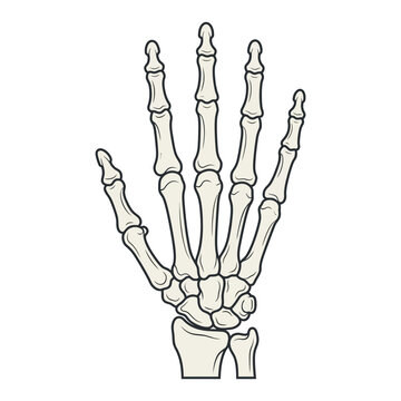 Anatomical human skeleton hand vector, medical bone structure illustration, realistic skeletal hand diagram for education isolated on White Background halloween