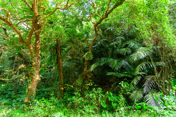 Fototapeta premium とても美しい神秘的な森の風景A very beautiful and mystical forest landscape