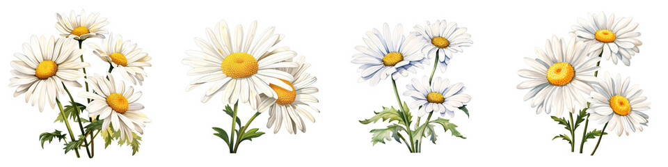 Fototapeta premium Various daisies with white petals and yellow centers stand against black backdrop