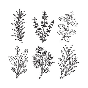 Culinary Herbs Line Art Vector Set, Rosemary, Thyme, Basil, Sage, Dill and Tarragon Outline Botanical Collection.