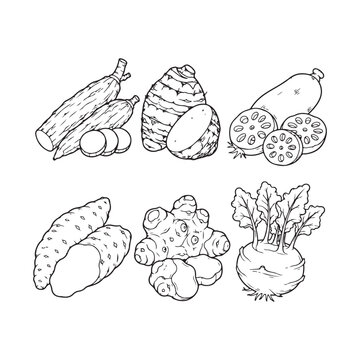 Root Vegetables Line Art Vector Set, Cassava, Taro, Lotus Root, Yam, Ginger and Turnip Outline Illustration Collection.eps