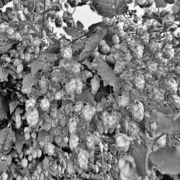 Monochrome hops background texture in black and white sketch style
