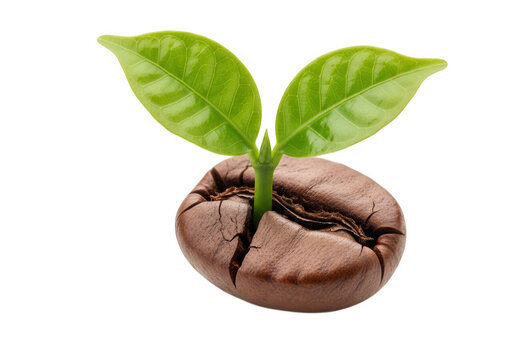 Young green coffee plant sprout growing from roasted coffee bean isolated on transparent background