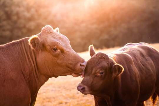 cows giving kisses in the field in the warm light of golden hour at sunset in Germany