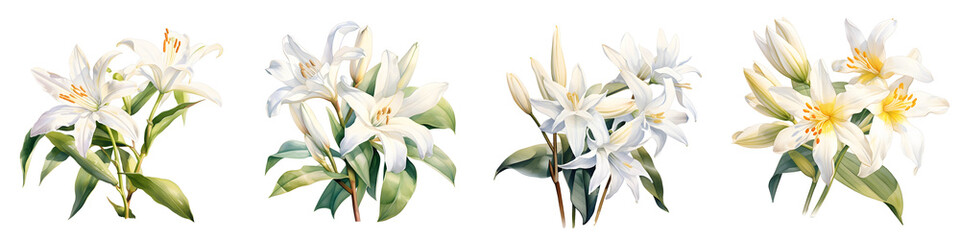 Fototapeta premium Four watercolor compositions of madonna lilies in full bloom on a black background