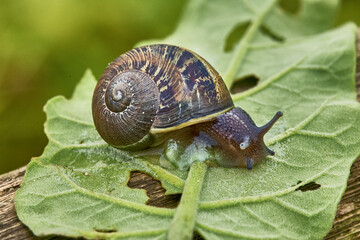 A land snail moves slowly across a leaf in the temporarily lush lomas of coastal Peru, its intricately patterned shell catching soft natural light as it feeds amid unusually abundant vegetation © Beto Santillan