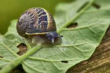 A land snail moves slowly across a leaf in the temporarily lush lomas of coastal Peru, its intricately patterned shell catching soft natural light as it feeds amid unusually abundant vegetation © Beto Santillan