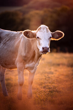 cow in the field in the warm light of golden hour at sunset in Germany