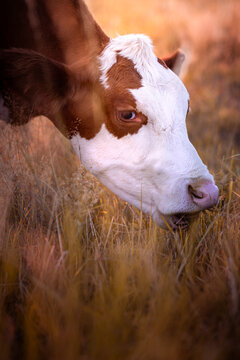 cow grazing in the field in the warm light of golden hour at sunset in Germany
