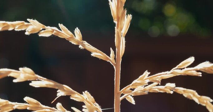 Golden corn tassel glowing in backlighting outdoors