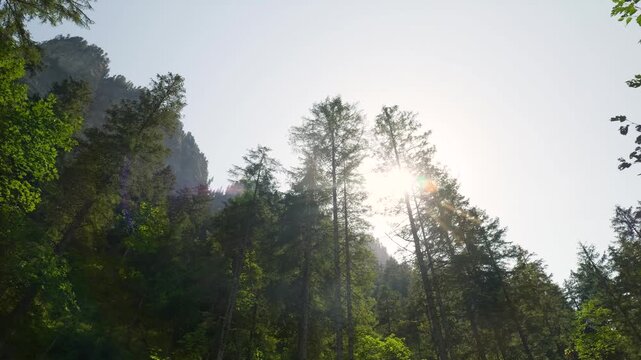 Low angle view of sunbeams filtering through a lush green coniferous forest canopy. Switzerland
