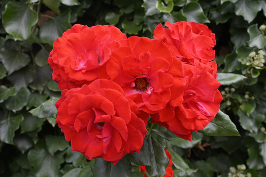 rote rosen