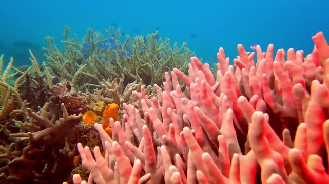 Colorful fish swimming among various corals, showcasing the rich biodiversity and delicate ecosystem of an underwater tropical coral reef in Koh Tao, Thailand