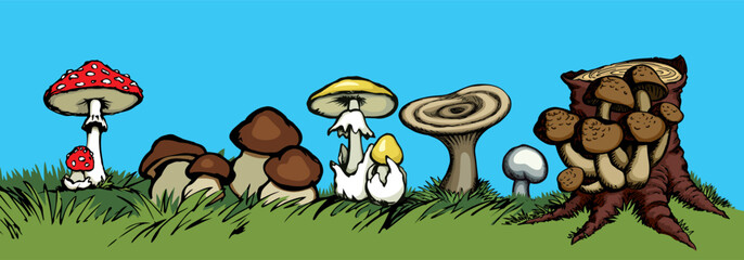 Obraz premium Vector drawing. Harvest of different mushrooms