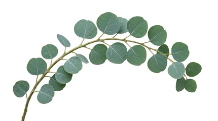 Obraz premium Fresh green eucalyptus leaves branch isolated on white background for decoration and design