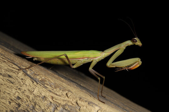 European Mantis (Mantis religiosa) viewed from the side, showing its long body, wings folded over its abdomen, front legs enlarged into raptorial forelimbs, and large, bulgy eyes. 
