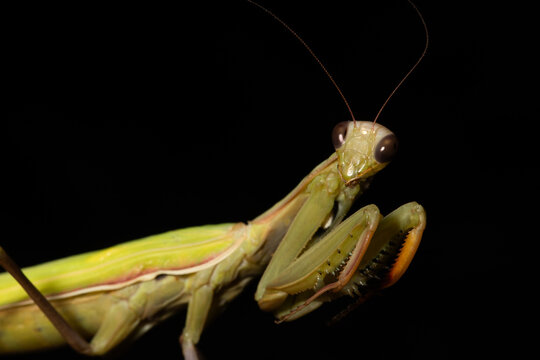 Close-up of the head and raptorial forelimbs of a European Mantis (Mantis religiosa) looking towards the camera with its large eyes. Photographed at night in Colorado. 