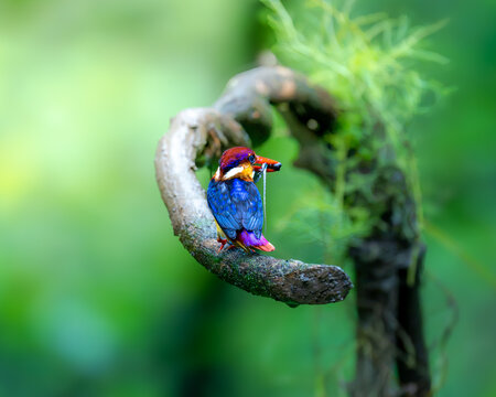 A stunning oriental draft kingfisher, having successfully hunted a lizard, sits elegantly on a branch, embodying the beauty of nature's persistence and grace.