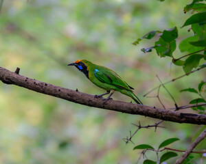 Fototapeta premium A leaf bird in Karnala Bird Sanctuary in the Western Ghats of India. 
