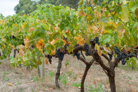 Dark grape clusters growing on a mature woody vine before harvest in an autumn vineyard.