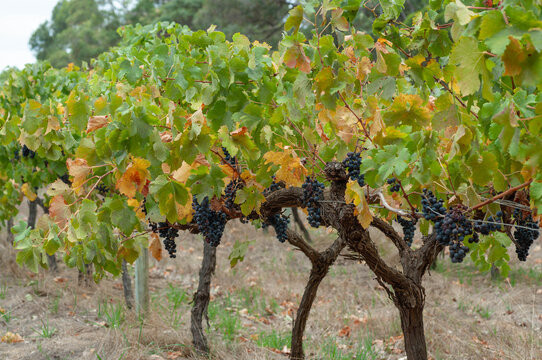 Vineyard row with ripe black grapes, twisted trunks and foliage changing from green to yellow