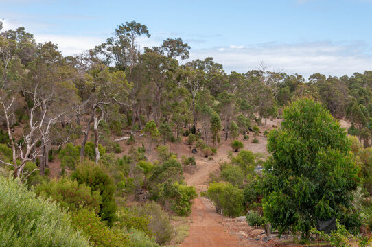 Eucalyptus woodland and dense native vegetation cover a dry rural landscape in eastern Australia