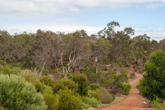 Australian bushland with eucalyptus trees, native shrubs and a dry dirt track beneath a wide blue sky in eastern Australia