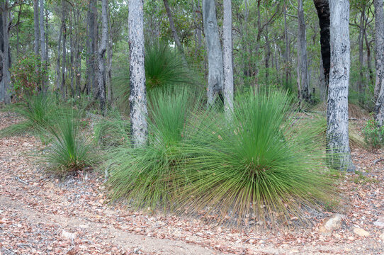 Australian grass trees with dense green leaves growing among eucalyptus trunks in a dry woodland
