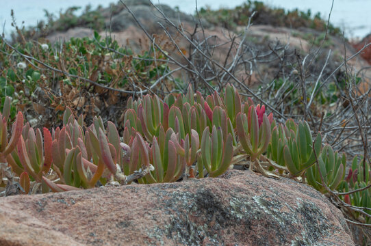Native pigface plant spreading between granite rocks in a dry Australian coastal landscape
