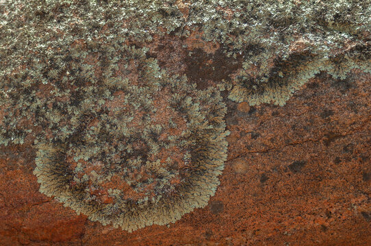 Pale green lichen spreading across a weathered rust-colored rock surface with intricate organic patterns.