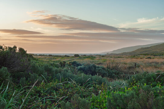 Wild Australian coastal landscape with dense native scrub, grassy plains, rolling hills and a pastel dusk sky