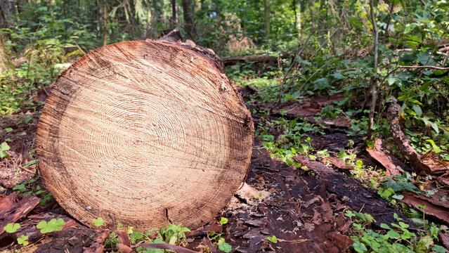 Rotten core of a tree. Sawn trees in a pile. Sanitary felling.