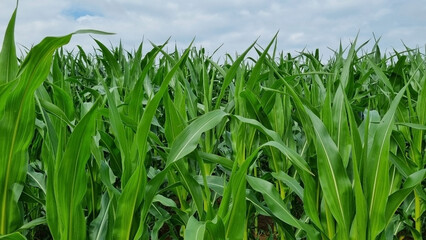 Fototapeta premium A corn field in summer. For background and design with space for text.