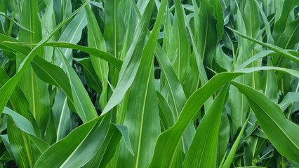 Obraz premium A corn field in summer close-up. For background and design with space for text.
