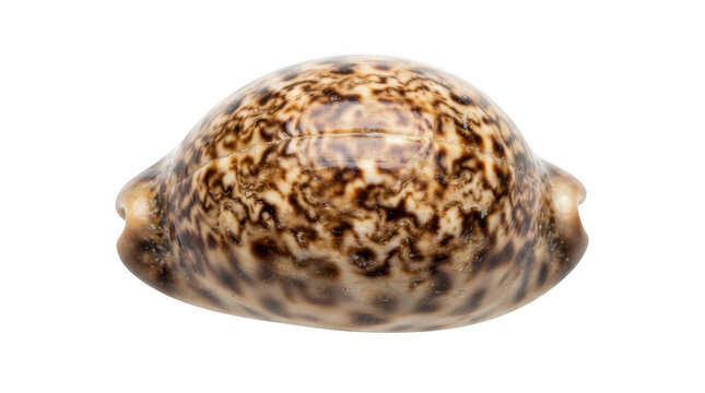 Spotted cowrie seashell isolated on transparent background for marine life and beach themed design projects