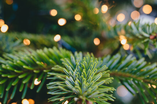 Close-up of green fir tree branches with glowing warm fairy lights in the background, evoking a cozy, magical, and festive holiday spirit full of joyful anticipation and nostalgic winter charm