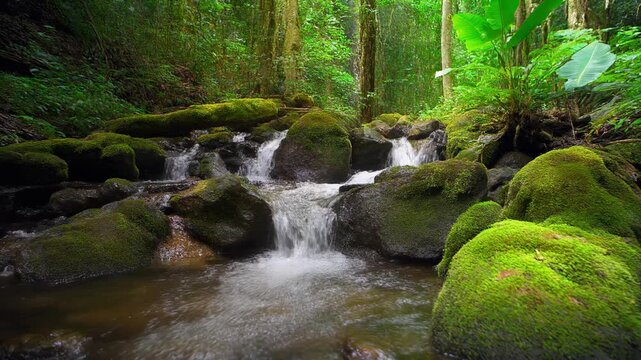 Serene forest stream flowing over mossy rocks in lush green woodland with soft ambient light