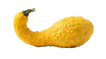 Fototapeta premium Yellow warty gourd vegetable isolated on transparent background for autumn harvest and kitchen decoration photography