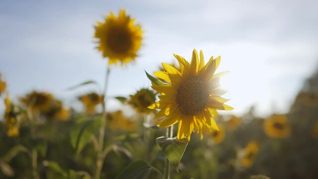 Sunflower field sun sky. In a field, sunflowers stand tall, showcasing vibrant sunflowers under the clear sky. A few sunflowers lean towards the sunlight, embracing the warmth of the sunflowers.