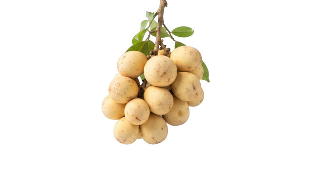 Fresh langsat fruit cluster on branch with green leaves isolated on transparent background for exotic food photography